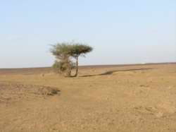 Acacia sp.
