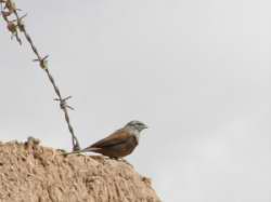 Emberiza seriolta var. sahari