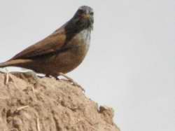Emberiza seriolta var. sahari
