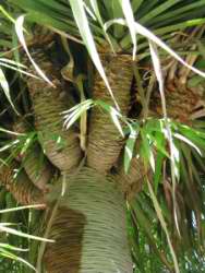 Dracena draco