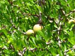 Argania spinosa