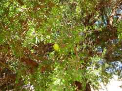 Argania spinosa