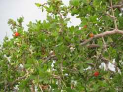 Rhamnus cf alaternus