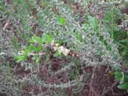 Anabasis sp.