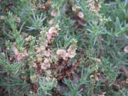 Anabasis sp.