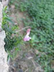 Antirrhinum majus