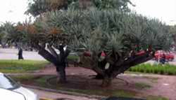 Dracena draco