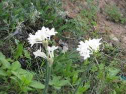 Narcissus papyraceus