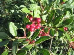 Pistacia terebintha