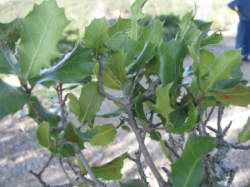 Quercus coccifera