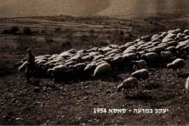 1954.jpg