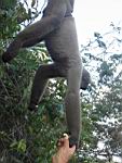 Amazonia_072.JPG
