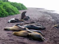 Galapagos1_058.JPG