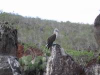 Galapagos1_061.JPG