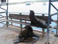 Galapagos3_28.JPG