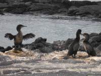 Galapagos_098.JPG