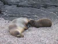 Galapagos_112.JPG