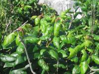 IMG_5711 poison Ivy.JPG