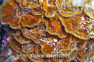 Photo: K. Stander, Hawaii